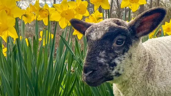 A lamb peeks in front of a daffodil field.